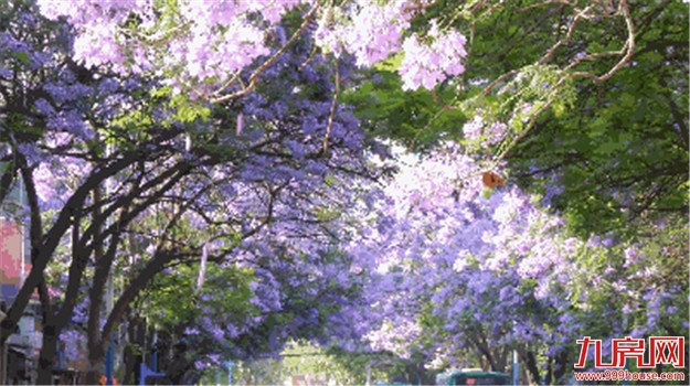 与美好相逢丨三园环绕,演绎生态人居之美——九房网 与美好相逢丨三园环绕,演绎生态人居之美——九房网